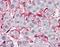 Golgi SNAP Receptor Complex Member 2 antibody, A08717, Boster Biological Technology, Immunohistochemistry frozen image 