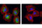 Eukaryotic Translation Initiation Factor 4B antibody, 5399S, Cell Signaling Technology, Immunofluorescence image 