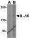 Interleukin 16 antibody, 4995, ProSci, Western Blot image 