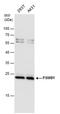 Proteasome Subunit Beta 1 antibody, PA5-78135, Invitrogen Antibodies, Western Blot image 
