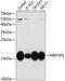 MOFA1 antibody, A11556, Boster Biological Technology, Western Blot image 