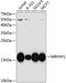 Morf4 Family Associated Protein 1 antibody, A11556, Boster Biological Technology, Western Blot image 
