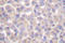 TNFRSF1A Associated Via Death Domain antibody, LS-C176356, Lifespan Biosciences, Immunohistochemistry frozen image 