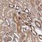 TeM antibody, PA5-63153, Invitrogen Antibodies, Immunohistochemistry paraffin image 