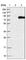 WD And Tetratricopeptide Repeats 1 antibody, HPA028180, Atlas Antibodies, Western Blot image 