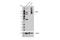 Calcium Sensing Receptor antibody, 73303S, Cell Signaling Technology, Western Blot image 