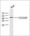 CD200 Receptor 1 antibody, orb159257, Biorbyt, Western Blot image 