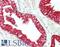 Apelin Receptor antibody, LS-B14256, Lifespan Biosciences, Immunohistochemistry paraffin image 
