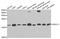 Ubiquitin Conjugating Enzyme E2 V1 antibody, abx004828, Abbexa, Western Blot image 