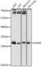 NAD(P)HX Epimerase antibody, 16-340, ProSci, Western Blot image 