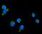 Dihydrolipoamide S-Acetyltransferase antibody, A04469-2, Boster Biological Technology, Immunofluorescence image 