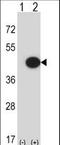 Mitogen-Activated Protein Kinase 13 antibody, LS-C164466, Lifespan Biosciences, Western Blot image 