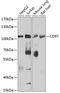 Adhesion G Protein-Coupled Receptor E5 antibody, A02982-1, Boster Biological Technology, Western Blot image 