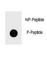 Poly(ADP-Ribose) Polymerase 1 antibody, F48731-0.4ML, NSJ Bioreagents, Dot Blot image 