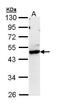 C-Terminal Binding Protein 1 antibody, GTX111246, GeneTex, Western Blot image 