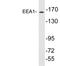 Early Endosome Antigen 1 antibody, A02296-2, Boster Biological Technology, Western Blot image 