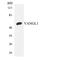 VANGL Planar Cell Polarity Protein 1 antibody, LS-C200811, Lifespan Biosciences, Western Blot image 