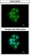 Mitogen-Activated Protein Kinase Kinase Kinase 9 antibody, GTX113778, GeneTex, Immunocytochemistry image 