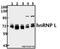 Heterogeneous Nuclear Ribonucleoprotein L antibody, GTX66652, GeneTex, Western Blot image 