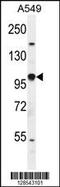 HIF-2-alpha antibody, 55-359, ProSci, Western Blot image 