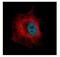 Nucleoporin 50 antibody, NBP2-19610, Novus Biologicals, Immunofluorescence image 