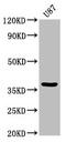 Gap Junction Protein Delta 2 antibody, CSB-PA891536LA01HU, Cusabio, Western Blot image 