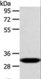 Copper Chaperone For Superoxide Dismutase antibody, LS-C406837, Lifespan Biosciences, Western Blot image 