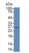 Suppressor Of Cytokine Signaling 3 antibody, MBS2001901, MyBioSource, Western Blot image 