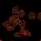 SUZ12 Polycomb Repressive Complex 2 Subunit antibody, NBP1-51686, Novus Biologicals, Immunocytochemistry image 