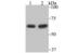 Stress Induced Phosphoprotein 1 antibody, NBP2-75675, Novus Biologicals, Western Blot image 