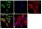 Follicle Stimulating Hormone Subunit Beta antibody, MIF2710, Invitrogen Antibodies, Immunofluorescence image 