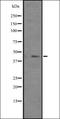 Paired box protein Pax-4 antibody, orb335415, Biorbyt, Western Blot image 