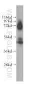 Clusterin antibody, 12289-1-AP, Proteintech Group, Western Blot image 