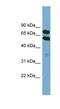 Kelch Like Family Member 9 antibody, NBP1-55091, Novus Biologicals, Western Blot image 