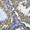 DNA topoisomerase 2-beta antibody, LS-C352951, Lifespan Biosciences, Immunohistochemistry frozen image 