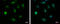 BCL2 Associated Athanogene 6 antibody, GTX118562, GeneTex, Immunofluorescence image 