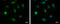 BAT3 antibody, GTX118562, GeneTex, Immunofluorescence image 