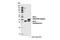 Ribosomal Protein L5 antibody, 14568S, Cell Signaling Technology, Western Blot image 