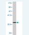 Gonadotropin Releasing Hormone 1 antibody, H00002796-M01, Novus Biologicals, Western Blot image 