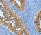 Keratin 81 antibody, PA5-50197, Invitrogen Antibodies, Immunohistochemistry frozen image 