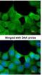 Exocyst Complex Component 7 antibody, NBP1-33333, Novus Biologicals, Immunocytochemistry image 