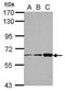 Zinc finger and BTB domain-containing protein 7B antibody, GTX112204, GeneTex, Western Blot image 