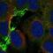 Cholinergic Receptor Nicotinic Alpha 5 Subunit antibody, NBP2-49128, Novus Biologicals, Immunofluorescence image 