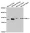 Sirtuin 3 antibody, A5419, ABclonal Technology, Western Blot image 