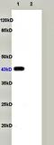 Growth Associated Protein 43 antibody, orb10688, Biorbyt, Western Blot image 