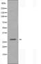 Transmembrane Protein 101 antibody, orb227252, Biorbyt, Western Blot image 