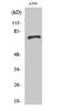 Sec1 Family Domain Containing 1 antibody, A09509-1, Boster Biological Technology, Western Blot image 