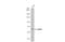 SUMO Specific Peptidase 2 antibody, GTX110504, GeneTex, Western Blot image 