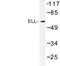 Elongation Factor For RNA Polymerase II antibody, LS-C176784, Lifespan Biosciences, Western Blot image 