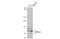 ATPase Sarcoplasmic/Endoplasmic Reticulum Ca2+ Transporting 3 antibody, GTX102381, GeneTex, Western Blot image 